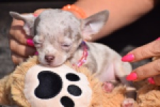 Chihuahua (teef) 39388