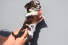 Chihuahua (teef) 24719