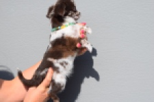 Chihuahua (teef) 24719