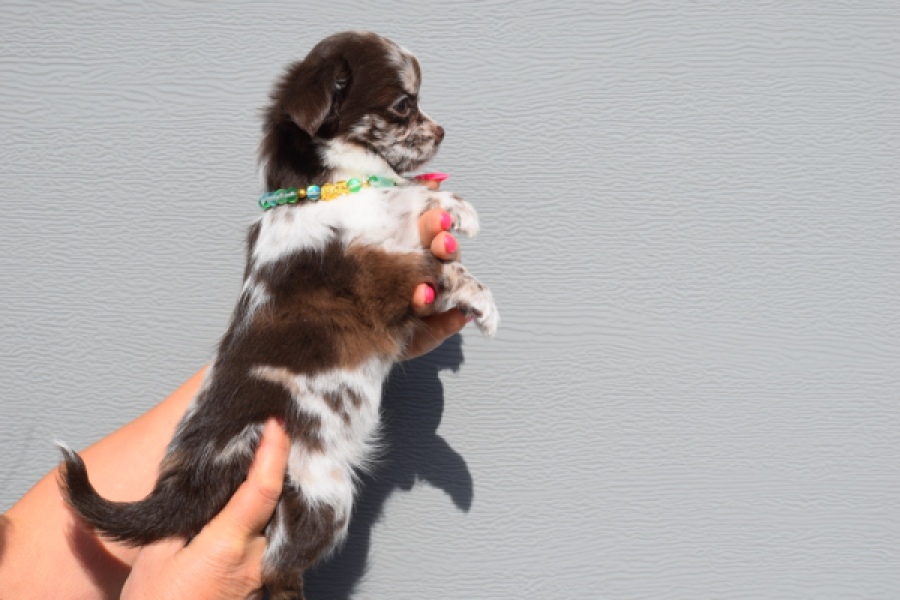 Chihuahua (teef) 24719