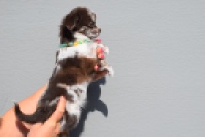 Chihuahua (teef) 24719