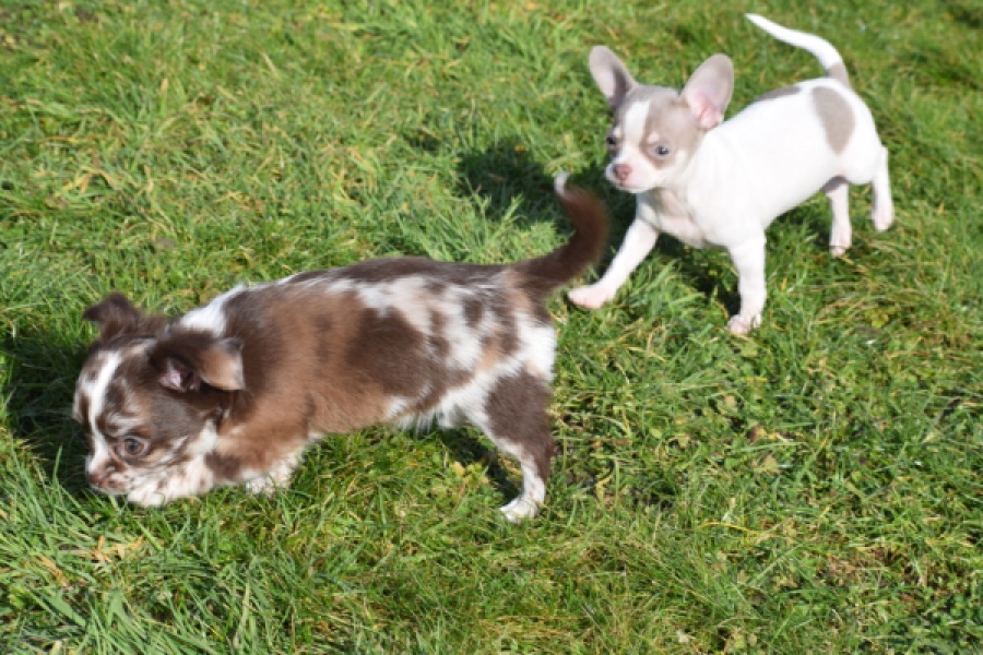 Chihuahua (teef) 24719