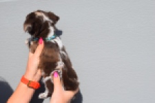 Chihuahua (teef) 24719