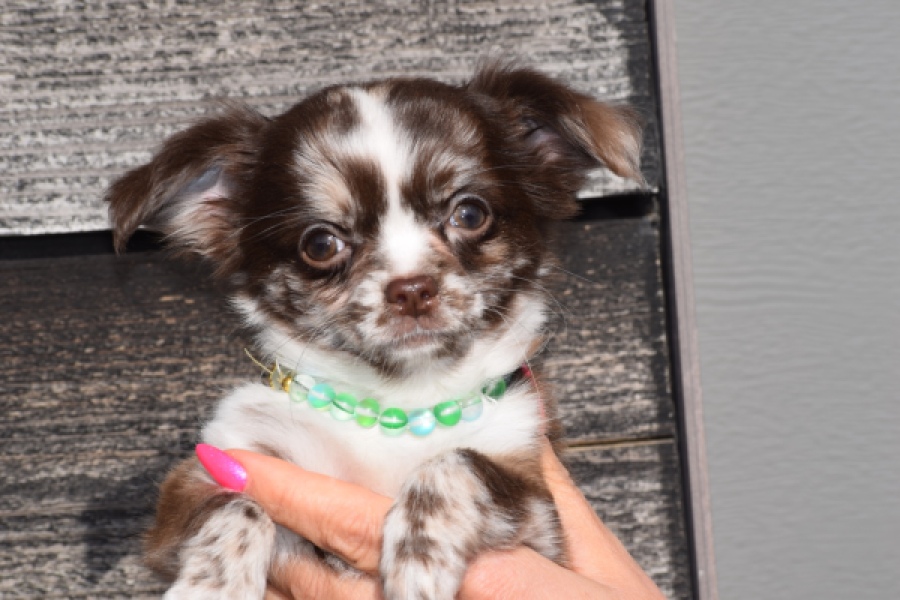 Chihuahua (teef) 24719