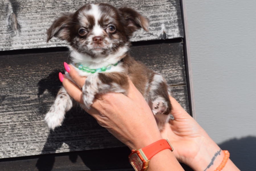 Chihuahua (teef) 24719