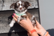 Chihuahua (teef) 24719