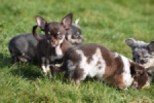 Chihuahua (teef) 24722