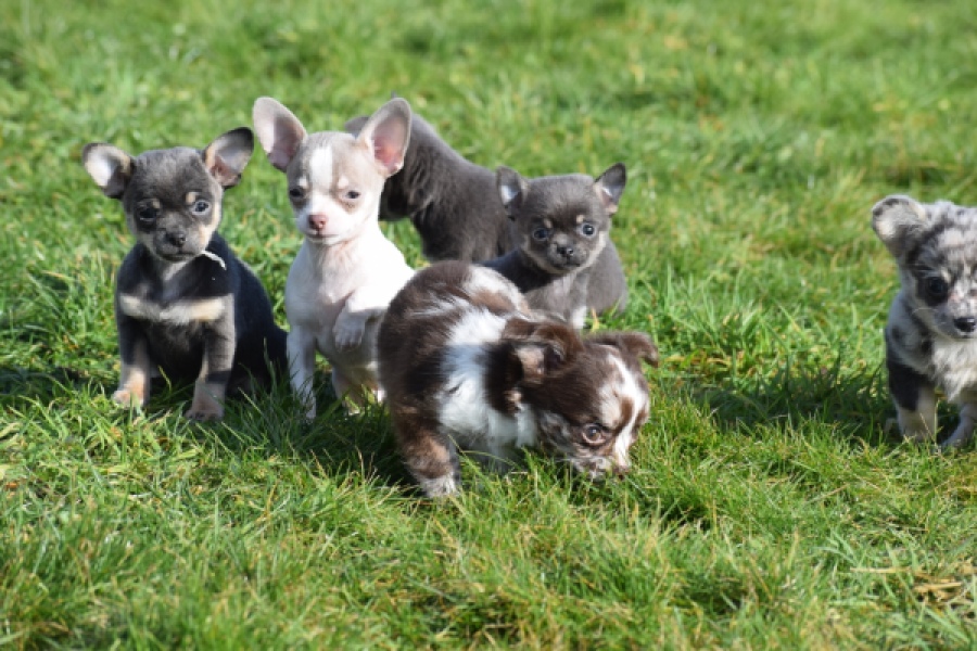 Chihuahua (reu) 39384