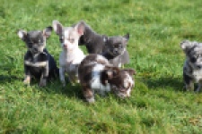 Chihuahua (reu) 39384