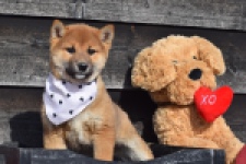 Shiba Inu (teef) 30717