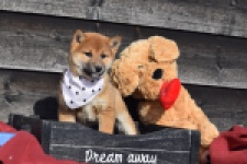 Shiba Inu (teef) 30717