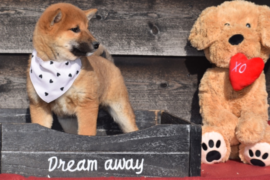 Shiba Inu (teef) 30717