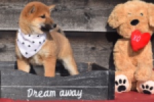 Shiba Inu (teef) 30717