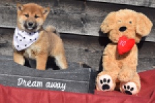 Shiba Inu (teef) 30717