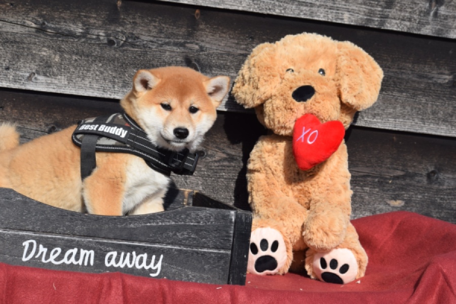 Shiba Inu (teef) 30718