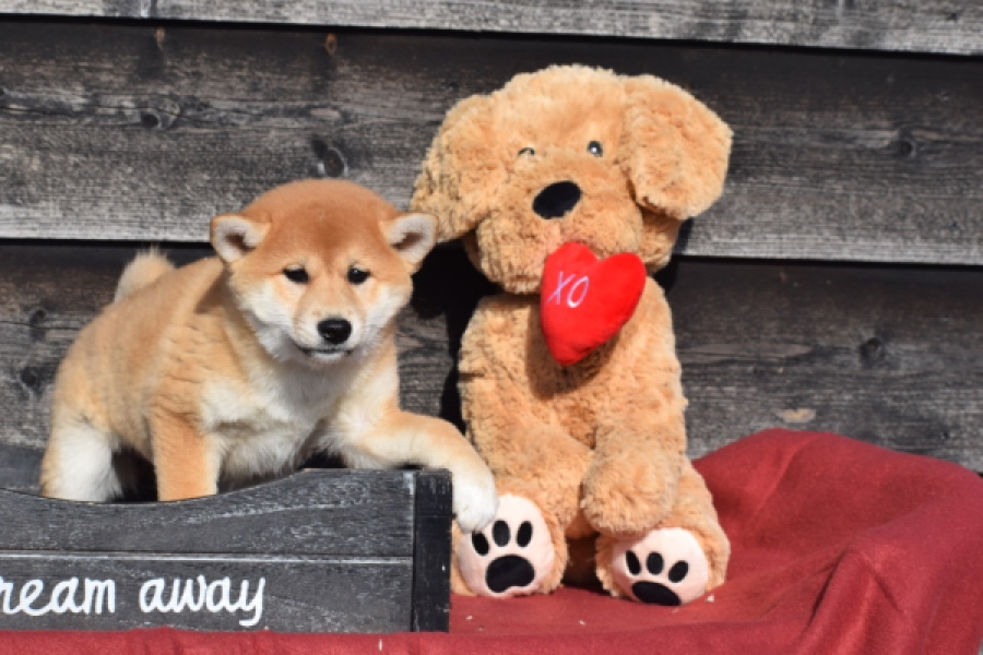 Shiba Inu (teef) 30718