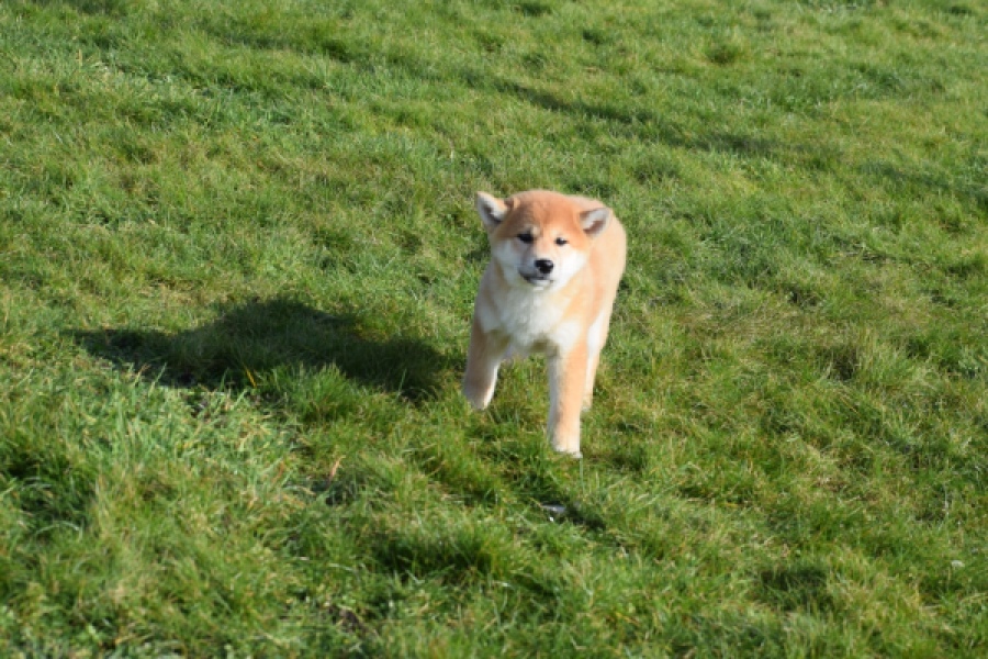 Shiba Inu (teef) 30718