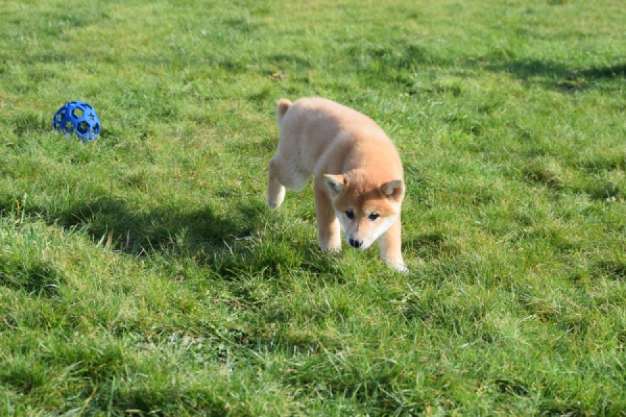 Shiba Inu (teef) 30718