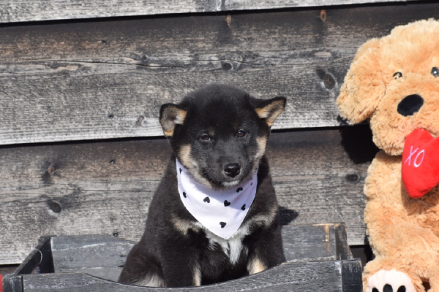 Shiba Inu (reu) 30701
