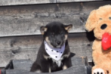 Shiba Inu (reu) 30701