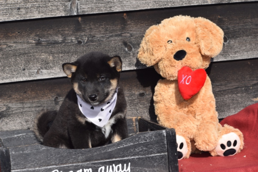 Shiba Inu (reu) 30701