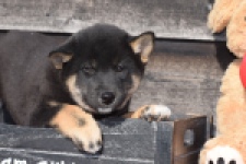 Shiba Inu (reu) 30701