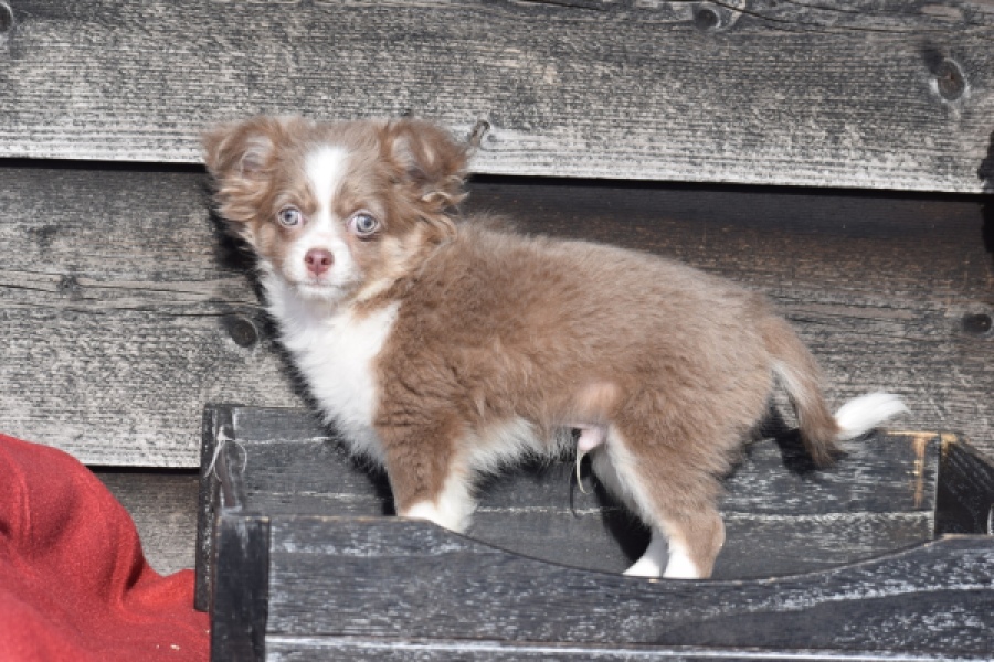 Chihuahua mix (reu) 38702