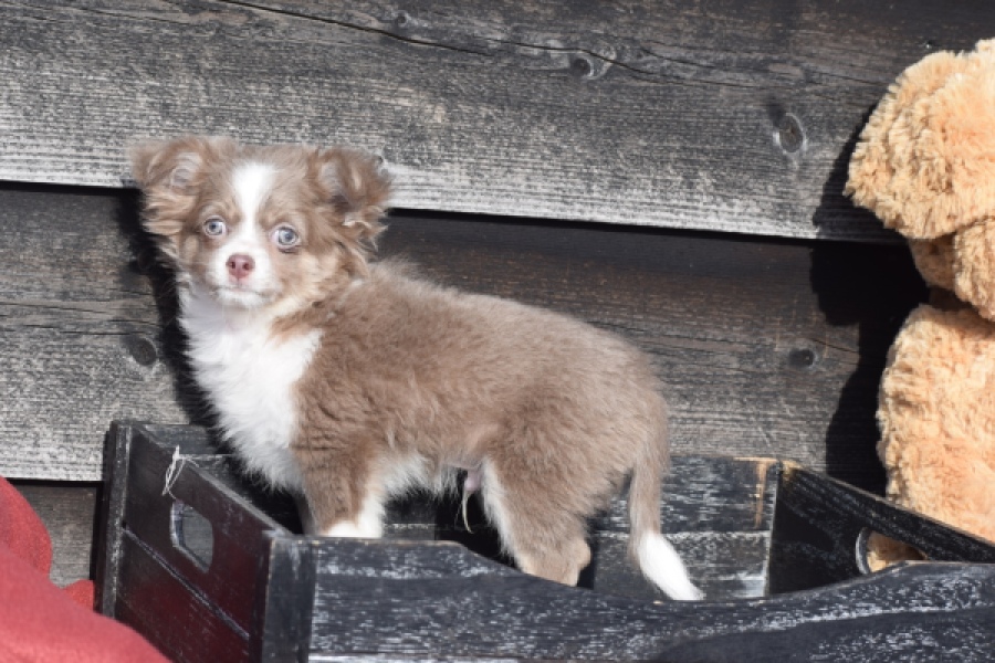 Chihuahua mix (reu) 38702