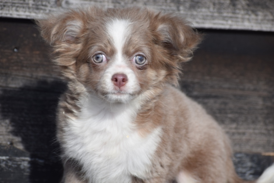 Chihuahua mix (reu) 38702