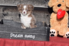 Chihuahua mix (reu) 38702