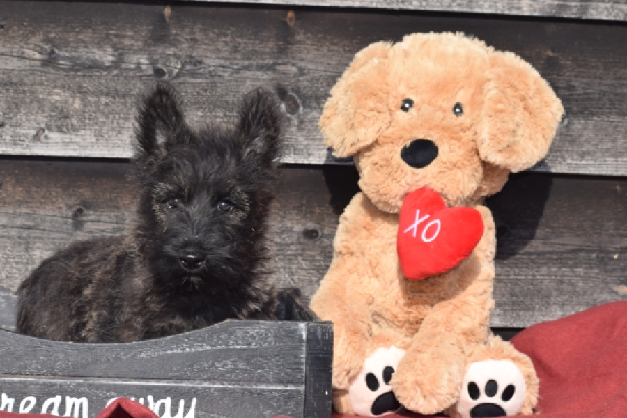 Schotse terriër (reu) 66486