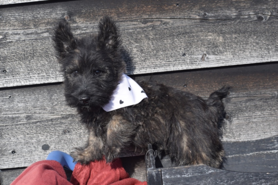 Schotse terriër (reu) 66486