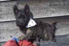 Schotse terriër (reu) 66486