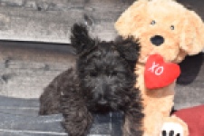 Schotse terriër (reu) 66535