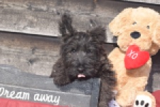 Schotse terriër (reu) 66535