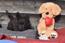 Schotse terriër (reu) 66535