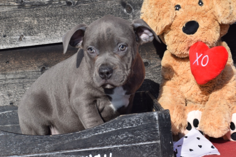 Amerikaanse Stafford (reu) 30881