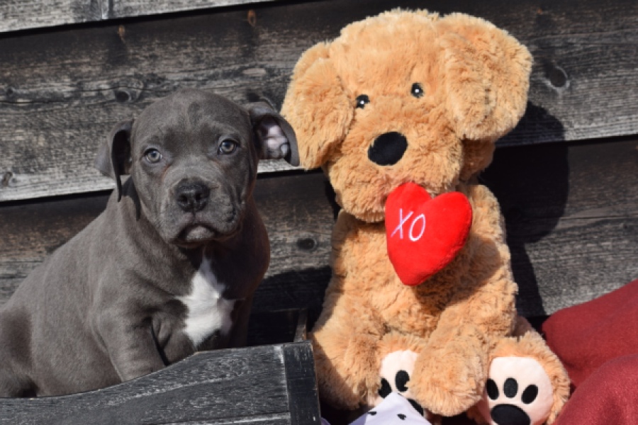 Amerikaanse Stafford (reu) 30881