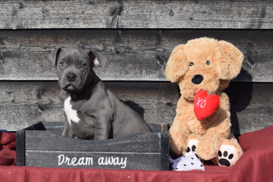 Amerikaanse Stafford (reu) 30881