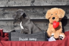 Amerikaanse Stafford (reu) 30881