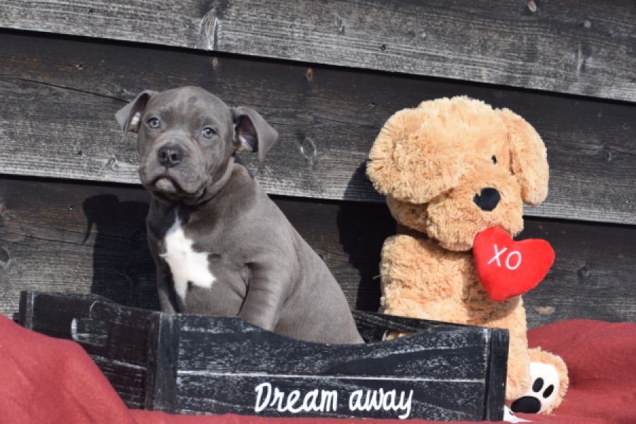 Amerikaanse Stafford (reu) 30881