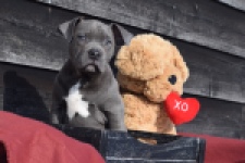 Amerikaanse Stafford (reu) 30881