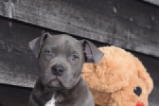 Amerikaanse Stafford (reu) 30881