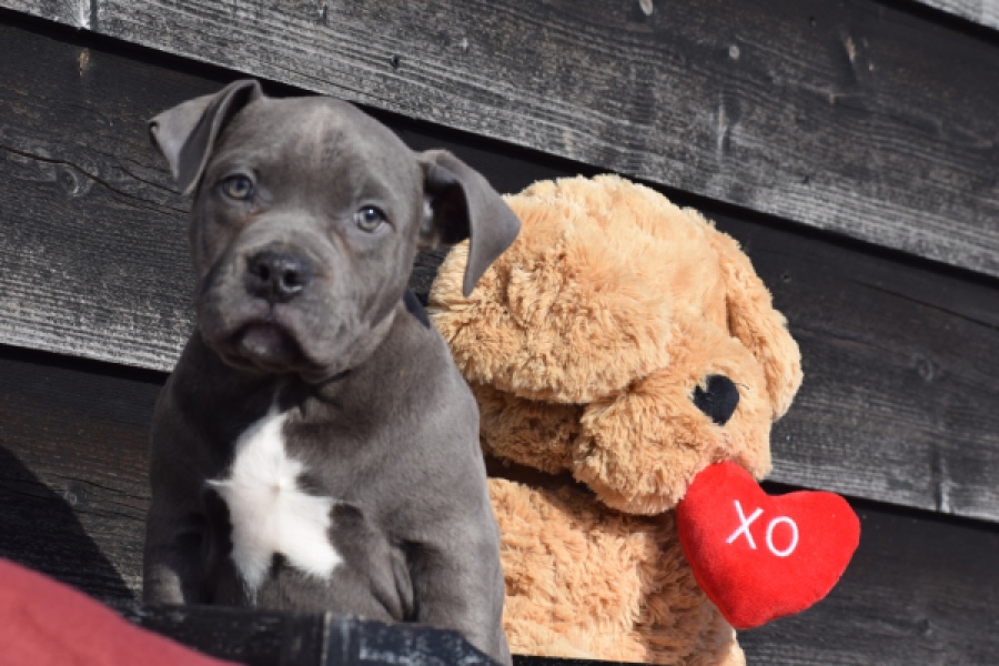 Amerikaanse Stafford (reu) 30881