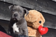 Amerikaanse Stafford (reu) 30881