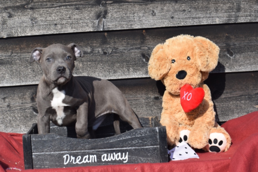 Amerikaanse Stafford (reu) 30882