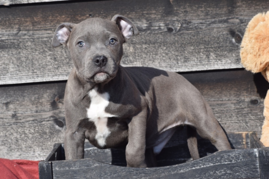 Amerikaanse Stafford (reu) 30882