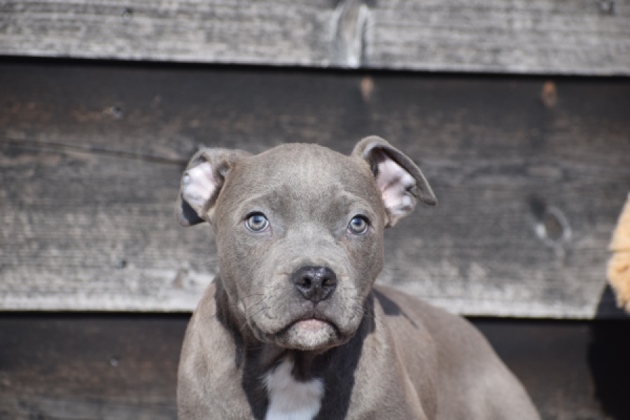 Amerikaanse Stafford (reu) 30882