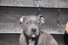 Amerikaanse Stafford (reu) 30882