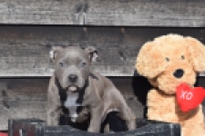 Amerikaanse Stafford (reu) 30882